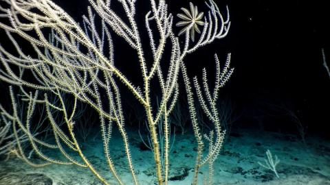 Bamboo corals undersea