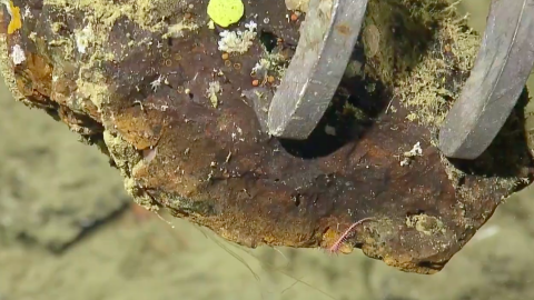 Sampling Mineral-Rich Biomes with Scripps Institution of Oceanography