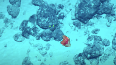 Supercut of Amazing Underwater Critters and Geology in PRIMNM 