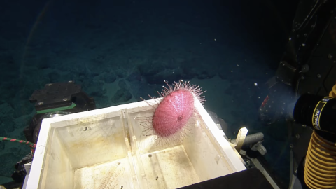 Purple urchin suspended above the biobox 