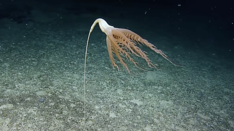 Cnidarian