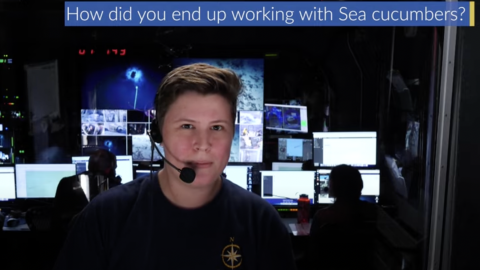 Sea Cucumbers with Liz Miller