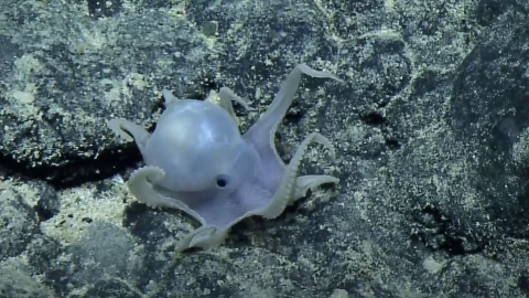 Casper the Friendly Octopus