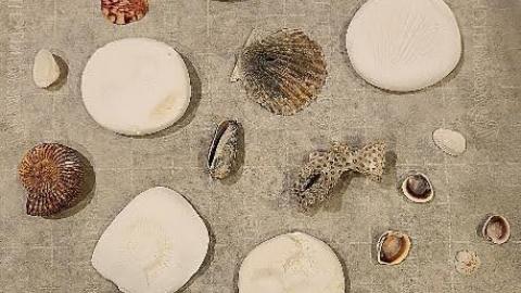 Create Your Own Fossil Examples