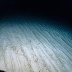 Sediment