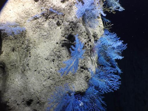 Jarvis blue corals