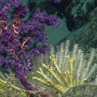 Recent exploration efforts have shown that the region also harbors high-density deep-sea coral and sponge communities.